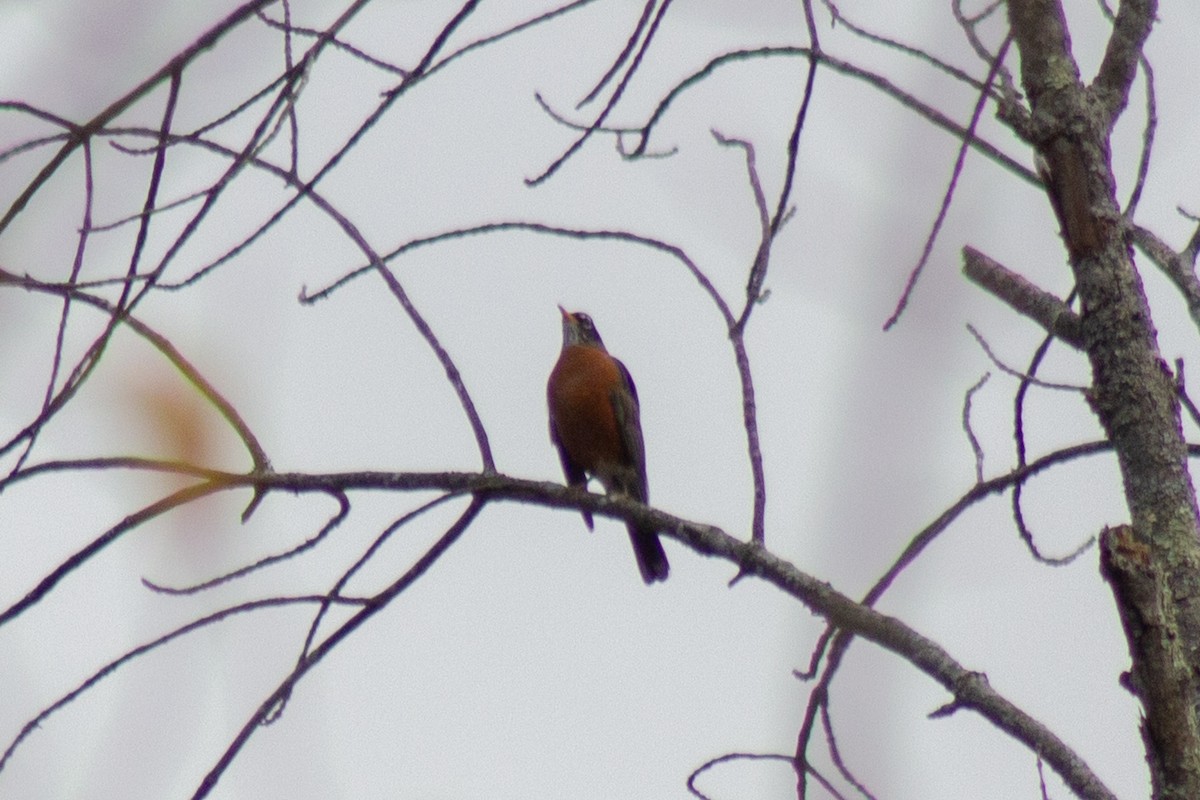 American Robin - ML644064641
