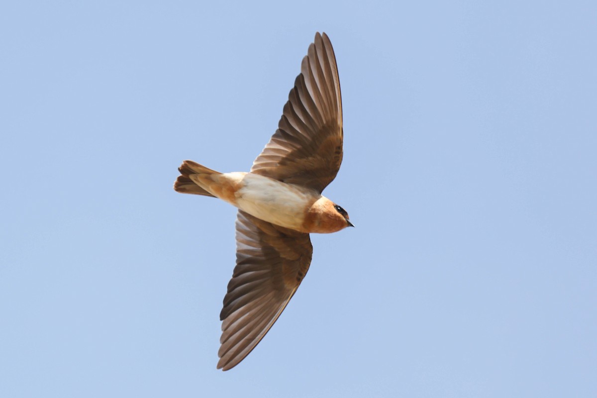 Hirondelle à front brun - ML644064645