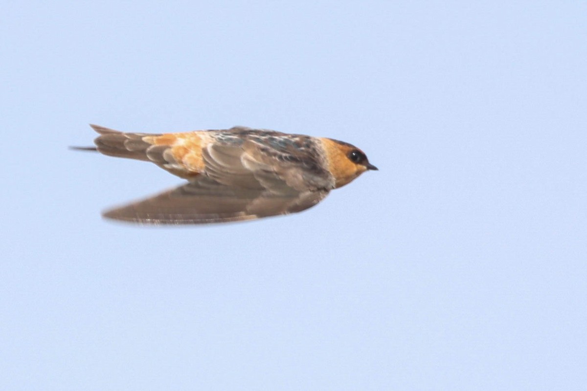 Hirondelle à front brun - ML644064646