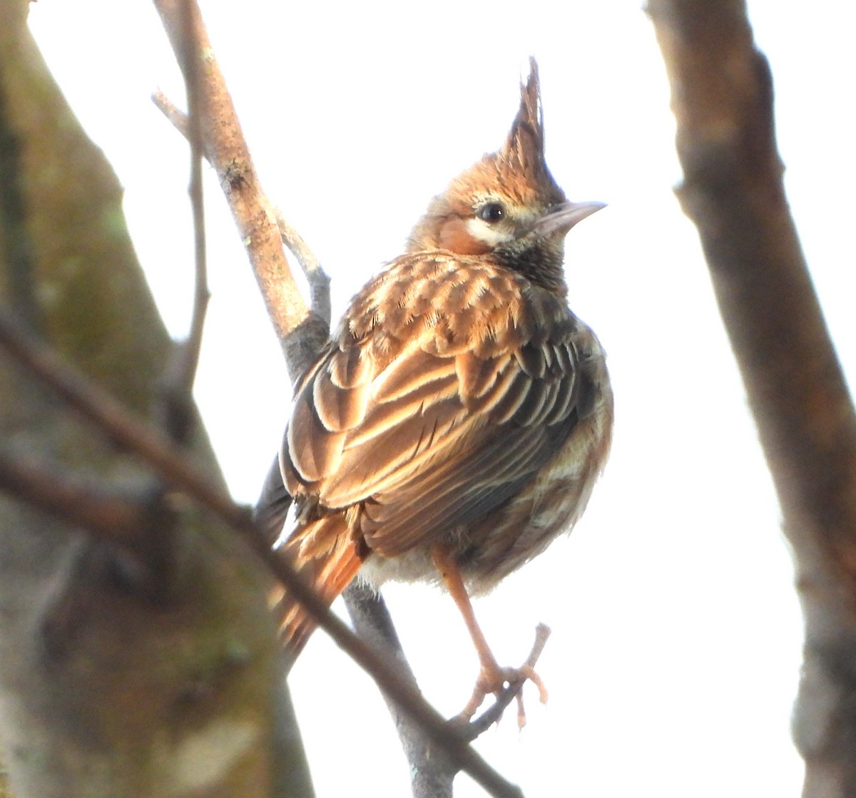 Annumbi alouette - ML644064663