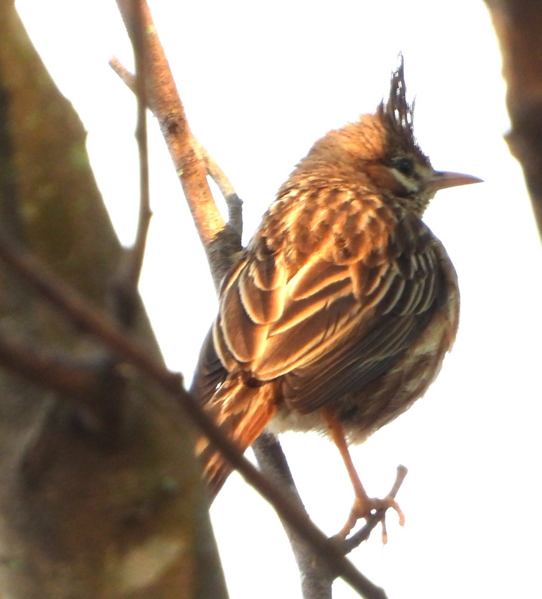 Annumbi alouette - ML644064664