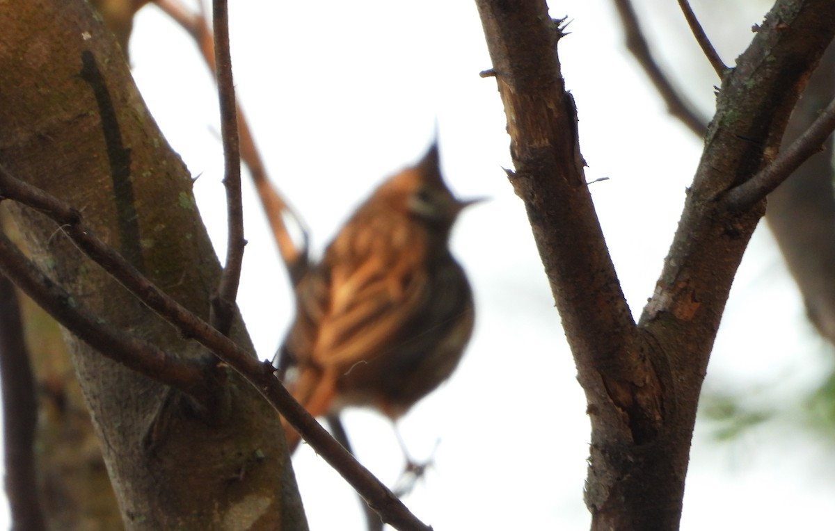 Annumbi alouette - ML644064665