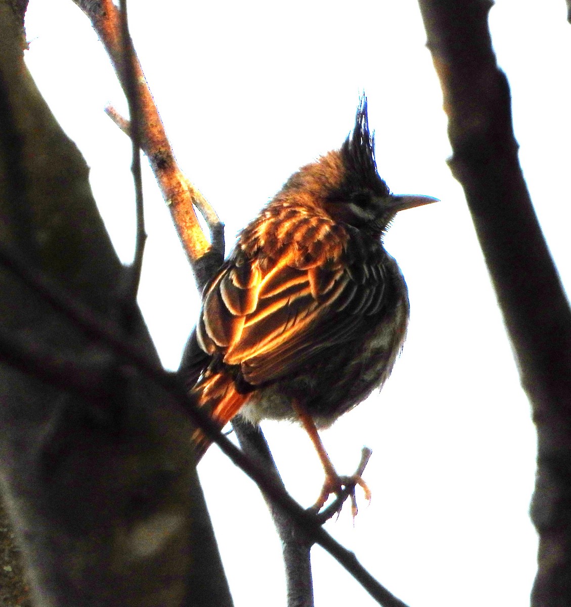 Annumbi alouette - ML644064666