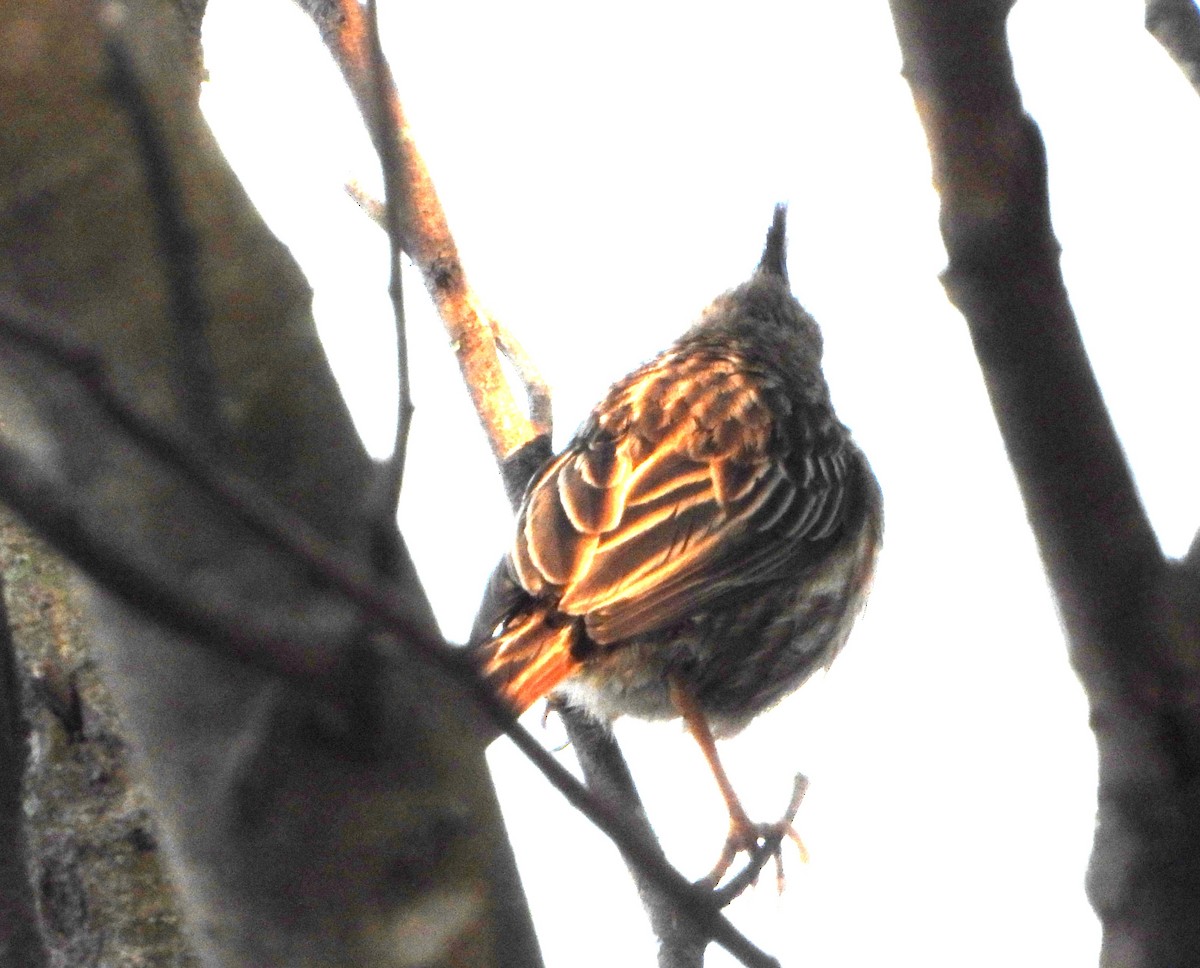 Annumbi alouette - ML644064671