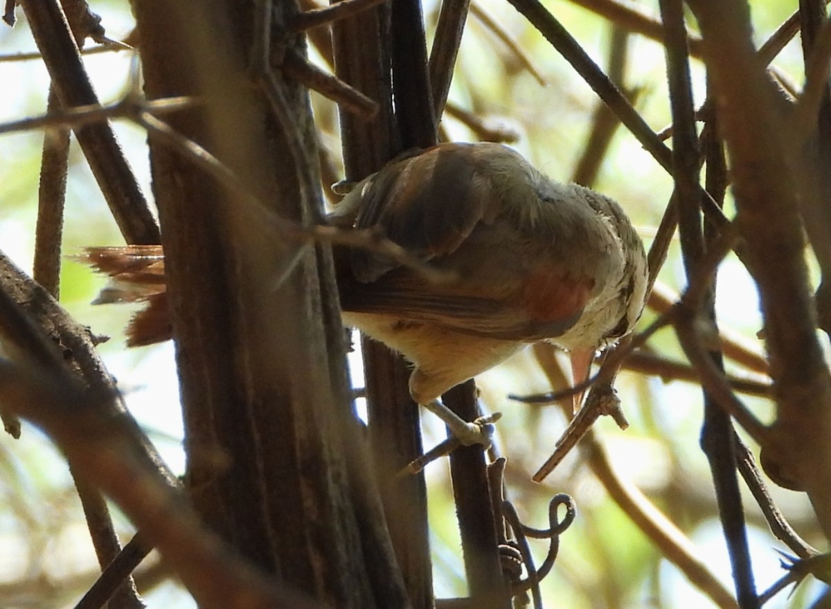 Stripe-crowned Spinetail - ML644064681