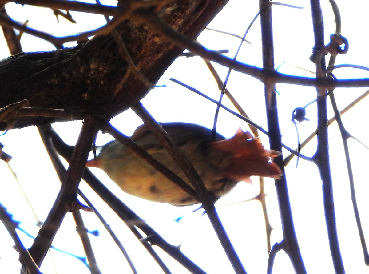 Stripe-crowned Spinetail - ML644064682