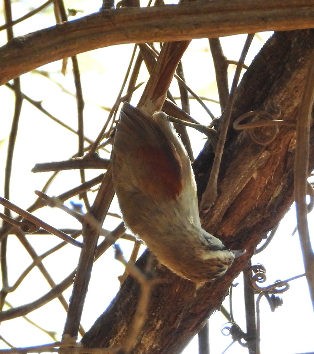Stripe-crowned Spinetail - ML644064683