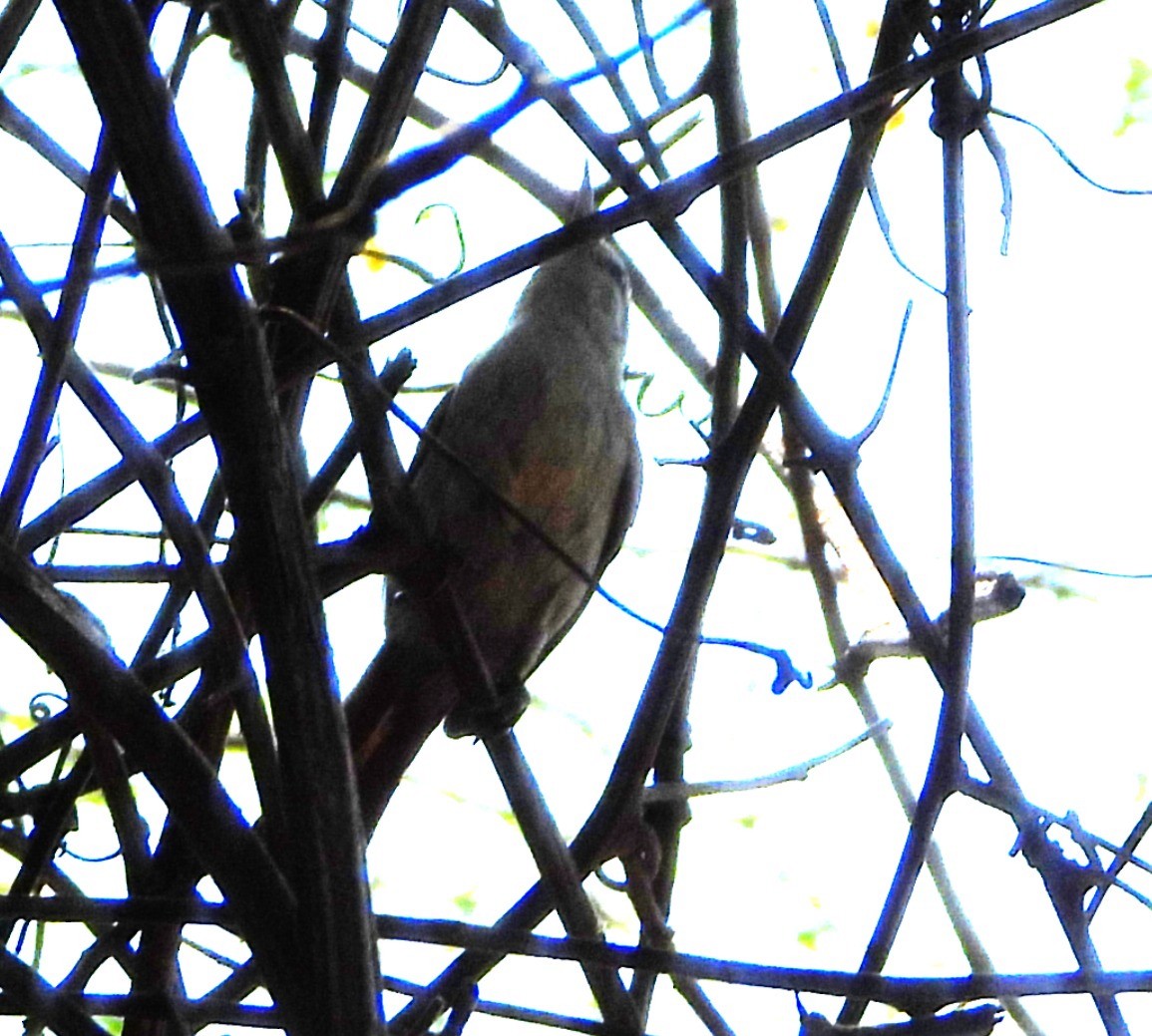 Stripe-crowned Spinetail - ML644064684