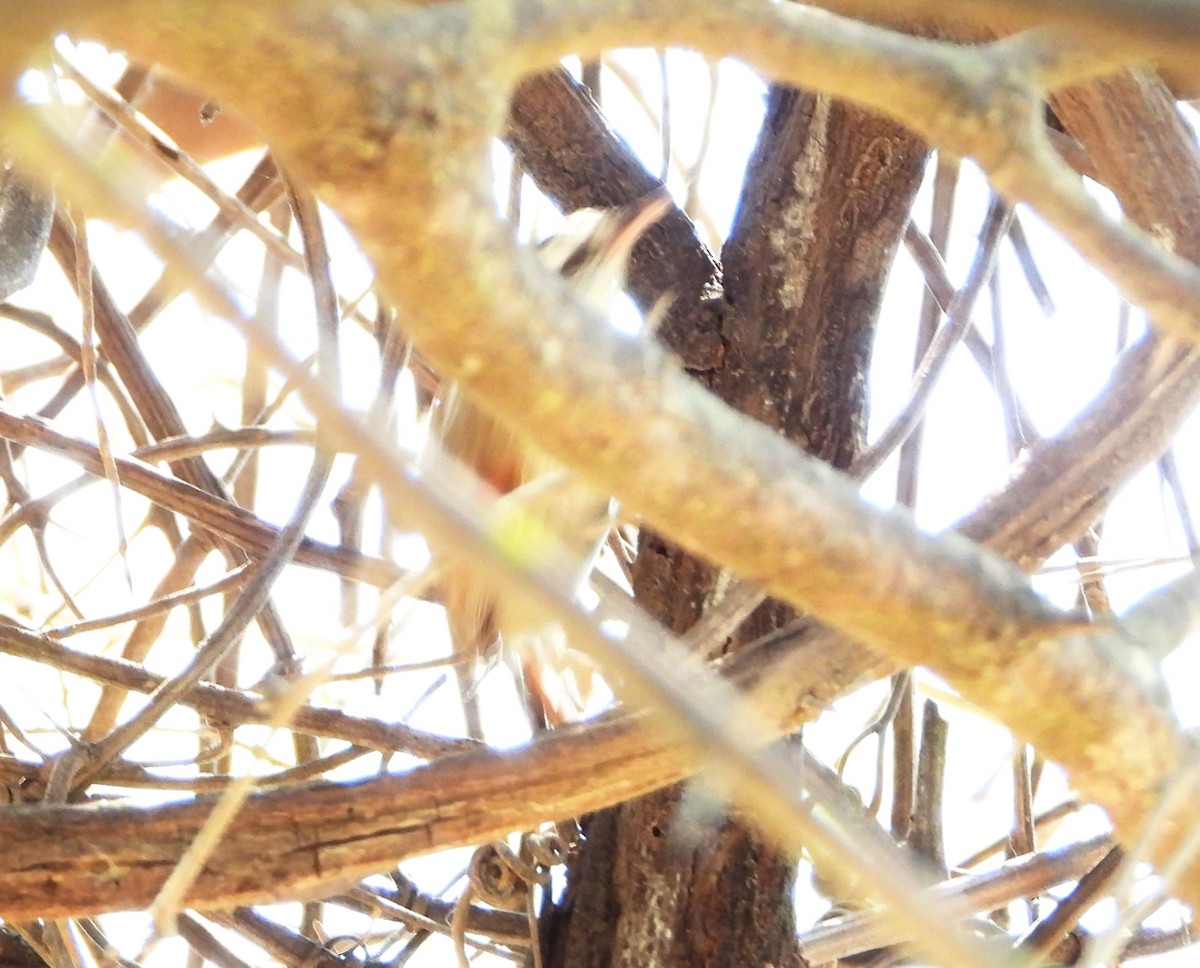 Stripe-crowned Spinetail - ML644064685