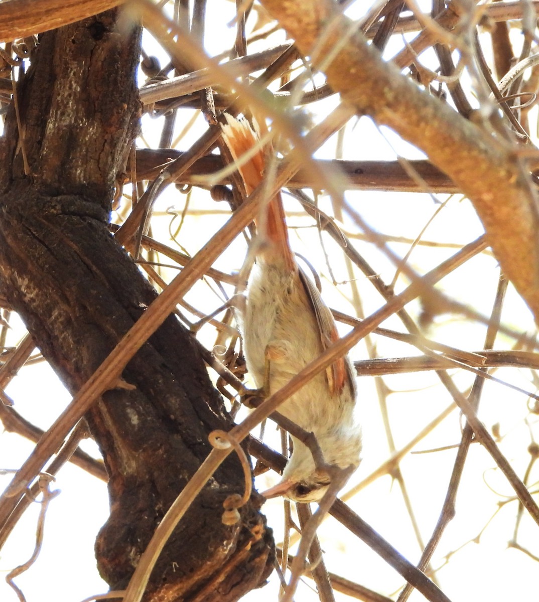 Stripe-crowned Spinetail - ML644064686