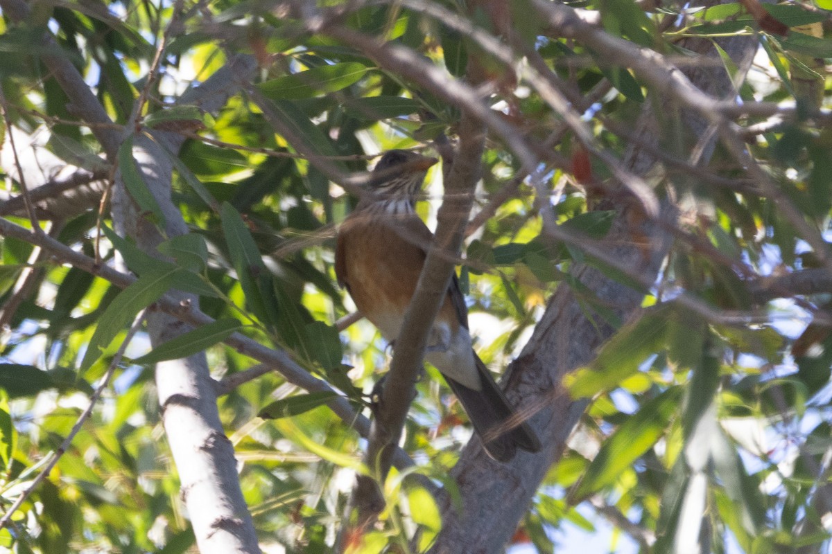 Rufous-backed Robin - ML644064690