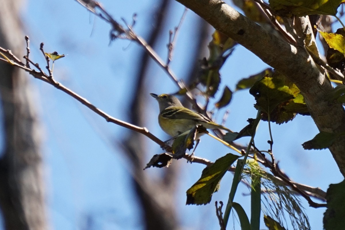Vireo Ojiblanco - ML644064691