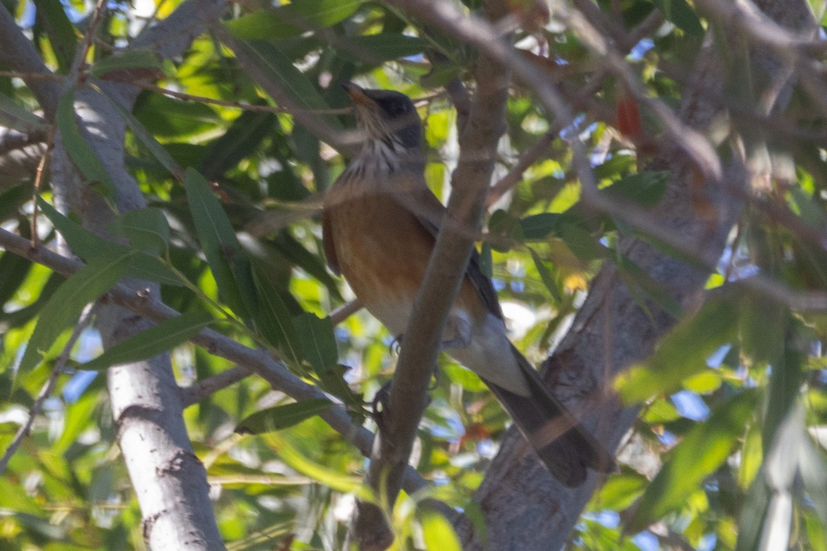 Rufous-backed Robin - ML644064692
