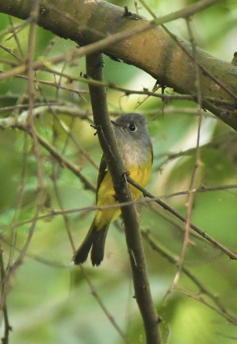Gray-headed Canary-Flycatcher - ML644064695
