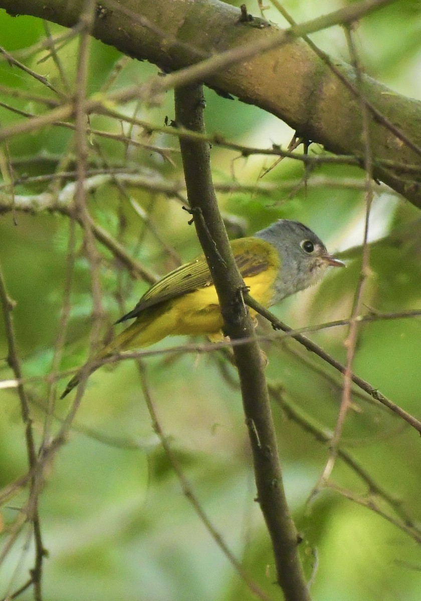 Gray-headed Canary-Flycatcher - ML644064696
