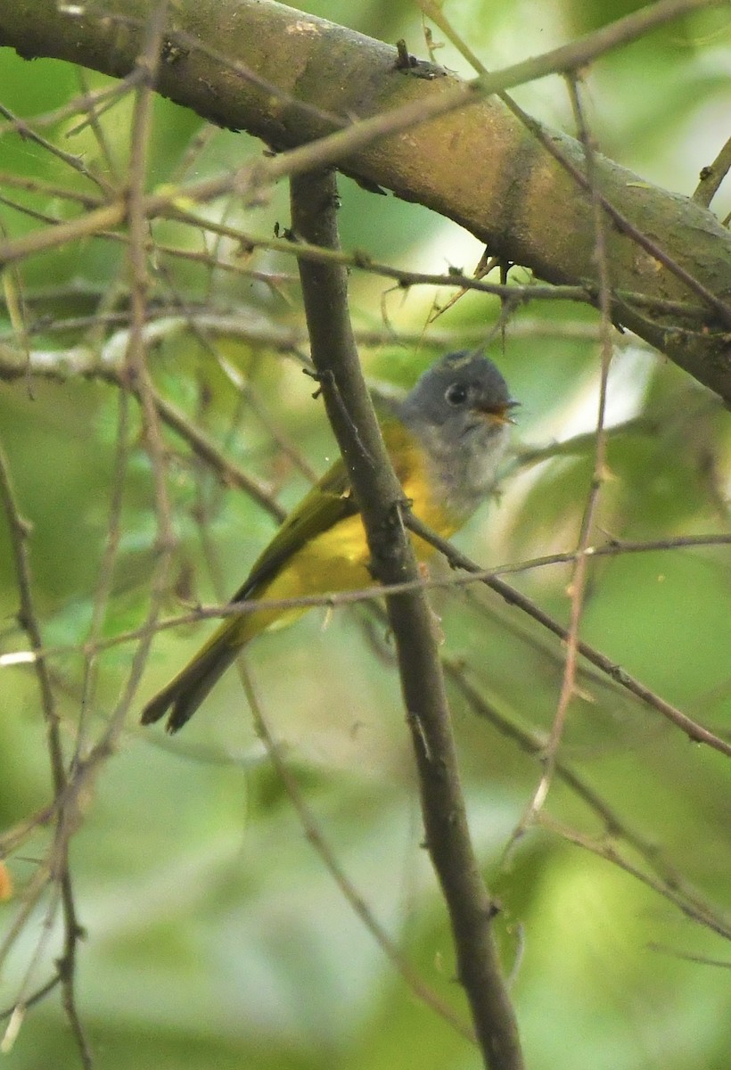 Gray-headed Canary-Flycatcher - ML644064697