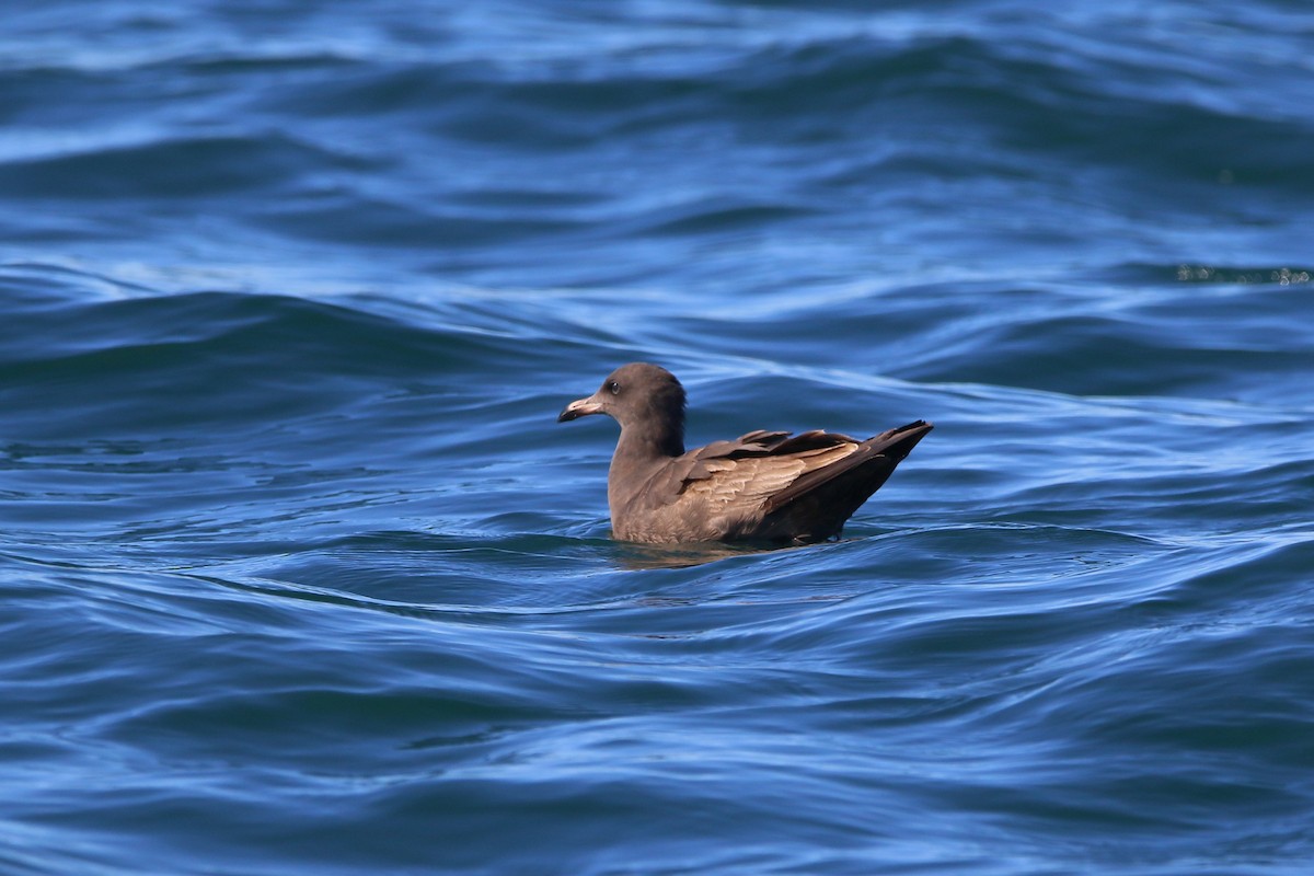 Heermann's Gull - ML644064699