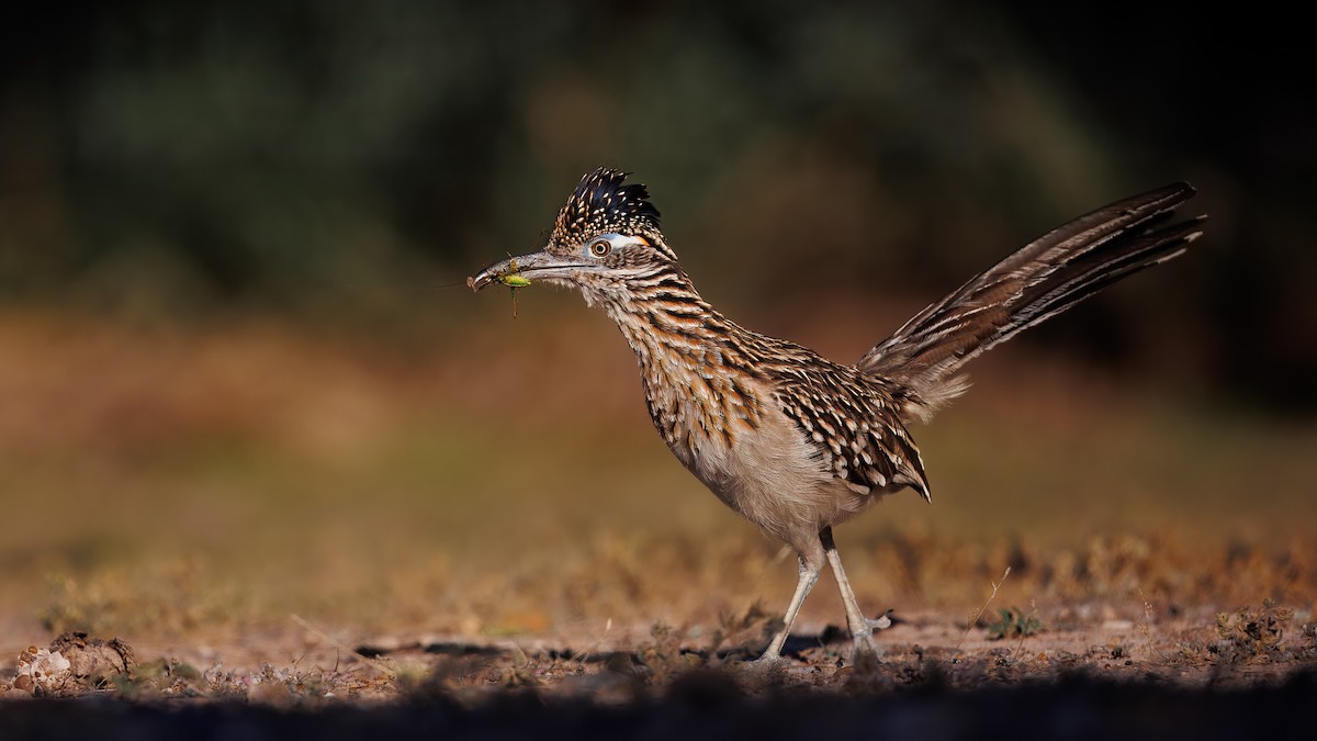 Greater Roadrunner - ML644064701