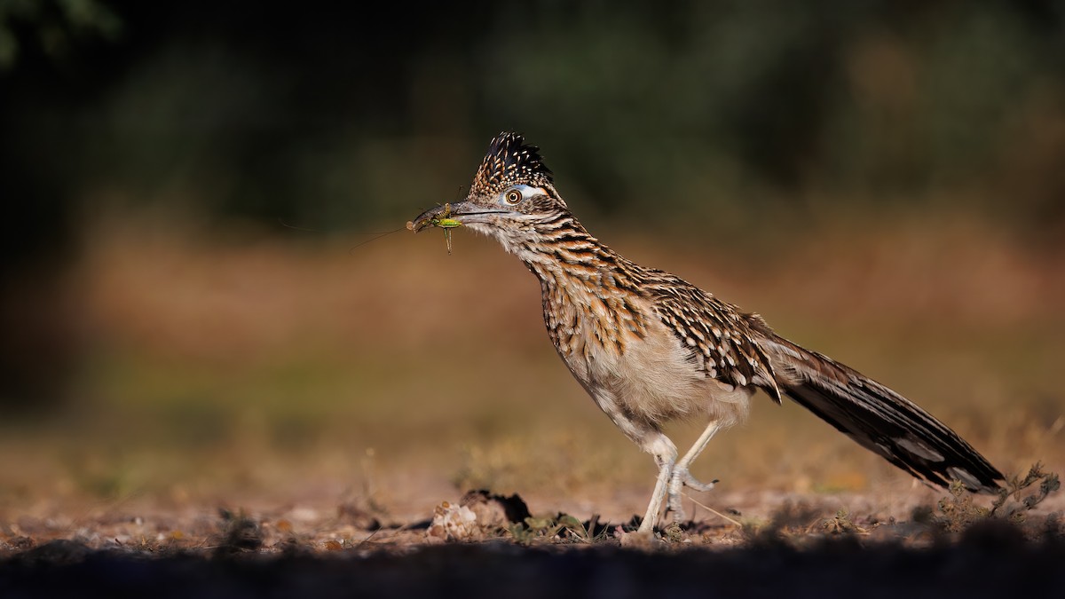 Greater Roadrunner - ML644064702