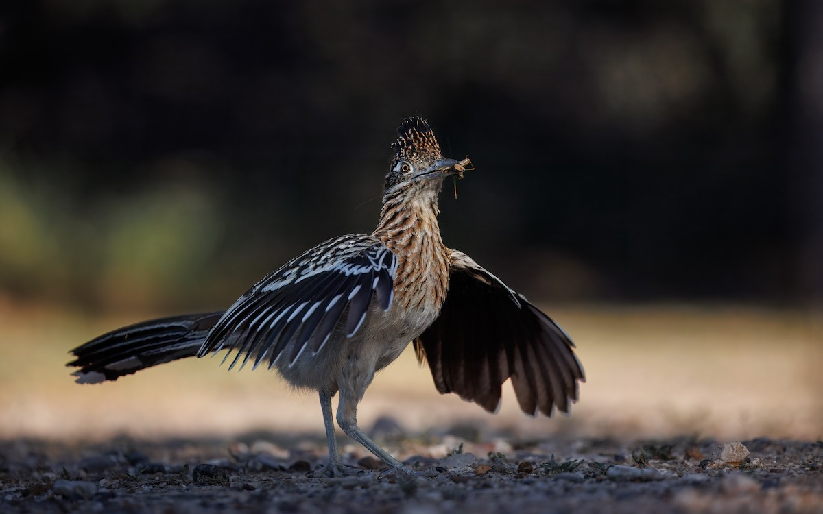 Greater Roadrunner - ML644064703