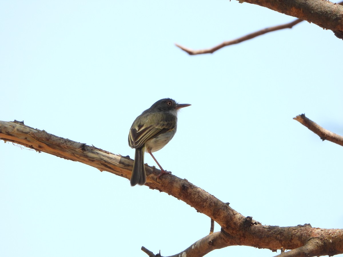 Titirijí Perlado - ML644064715