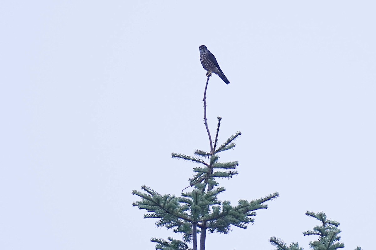 Merlin (Black) - ML644064716