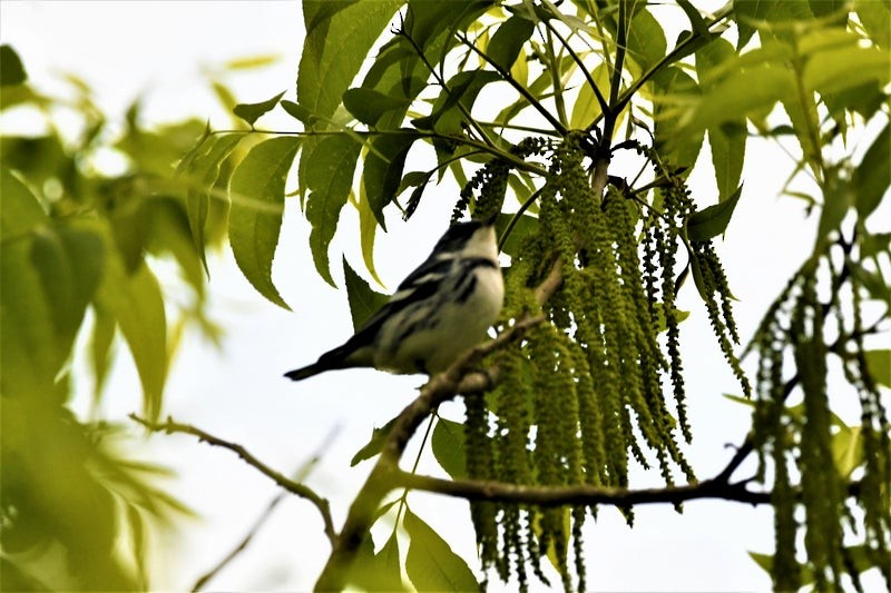 Cerulean Warbler - ML644064733