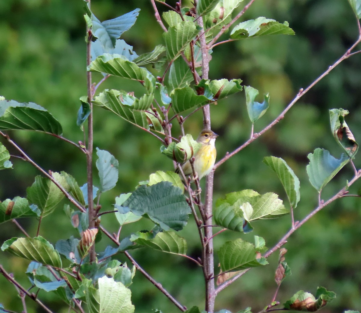 Dickcissel - ML644064738
