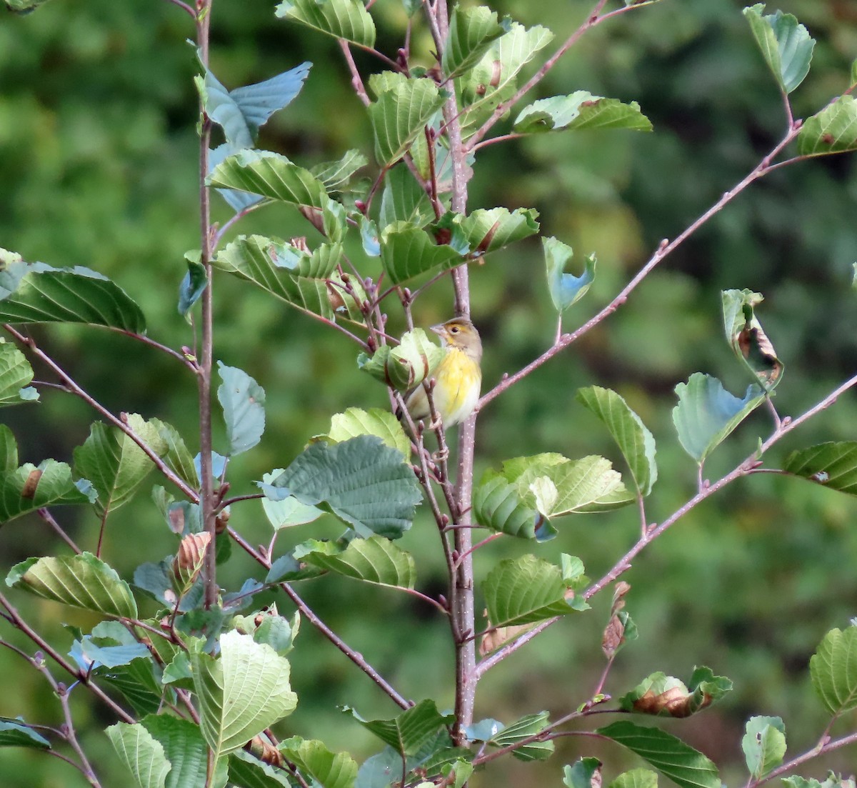 Dickcissel - ML644064739