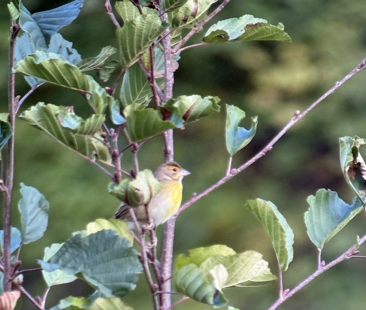Dickcissel - ML644064740