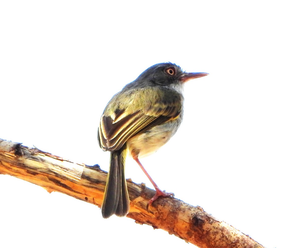 Titirijí Perlado - ML644064741