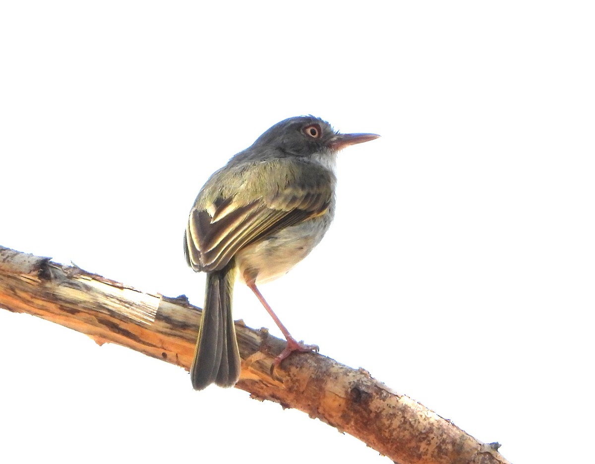 Titirijí Perlado - ML644064742