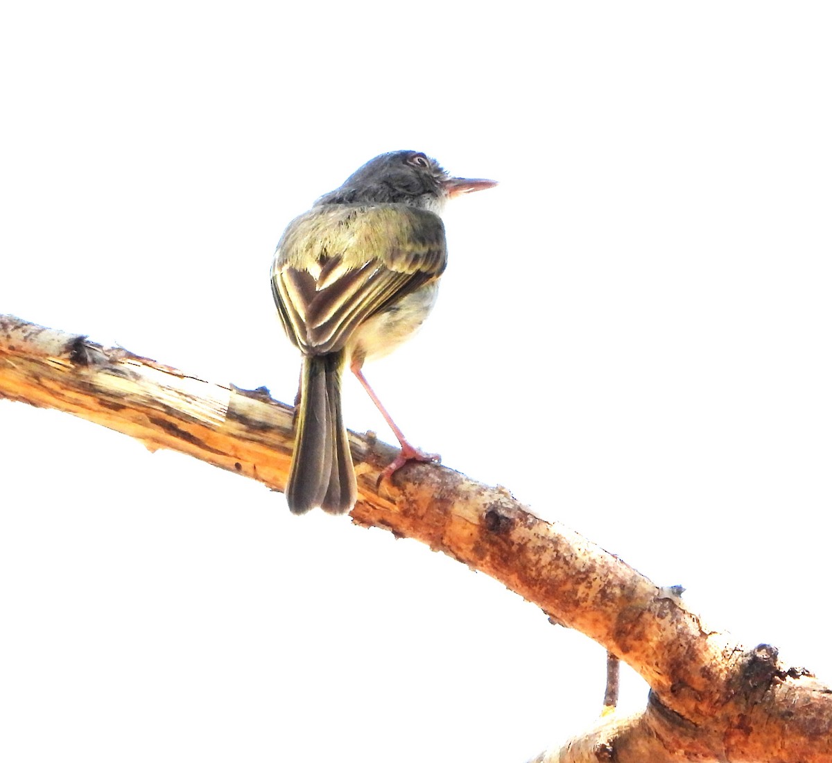 Titirijí Perlado - ML644064743