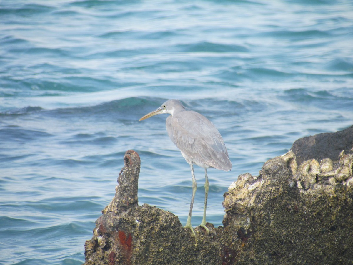 Western Reef-Heron - ML644064768