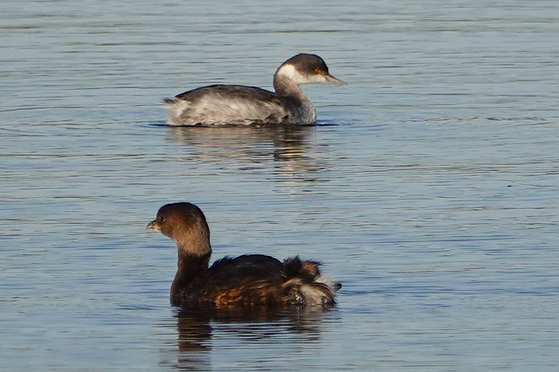Pied-billed Grebe - ML644064773