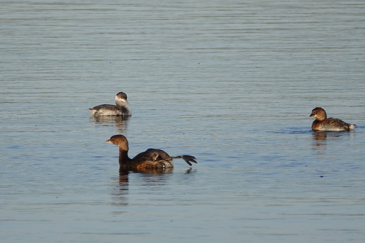 Pied-billed Grebe - ML644064774