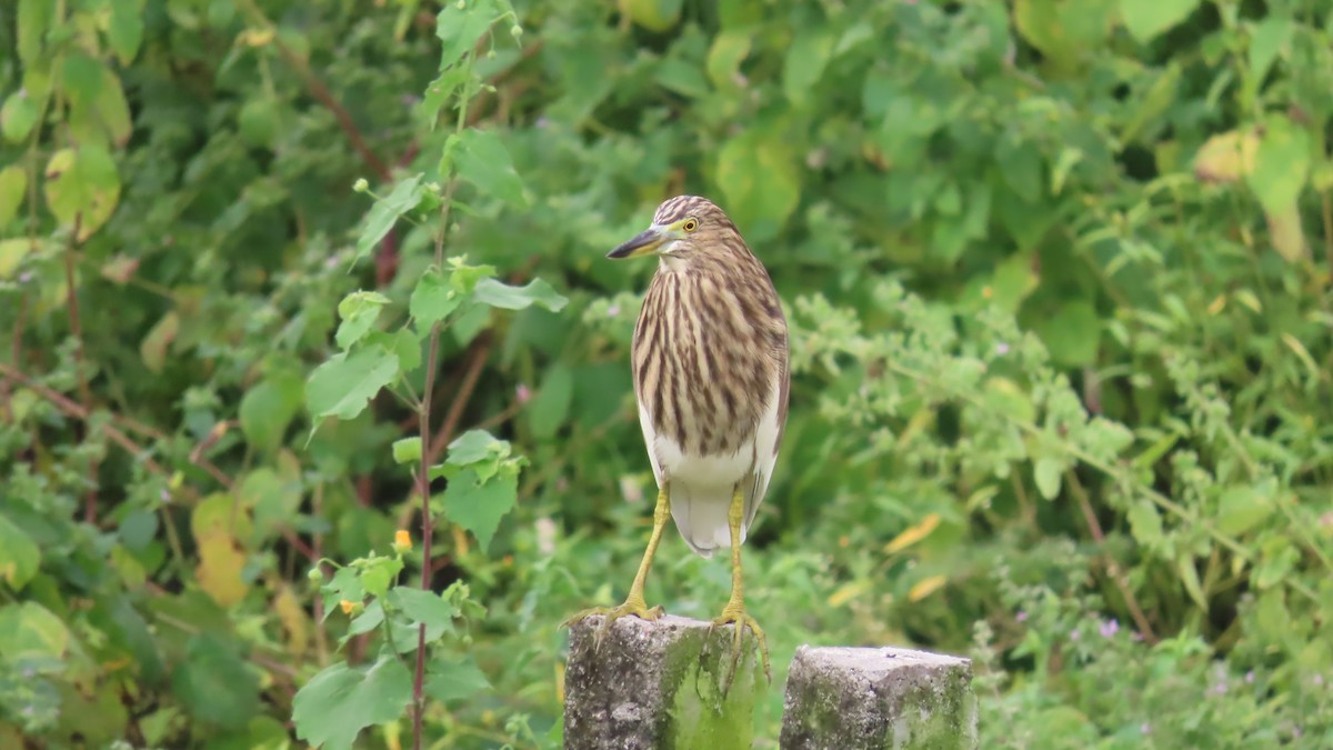 Indian Pond-Heron - ML644064776