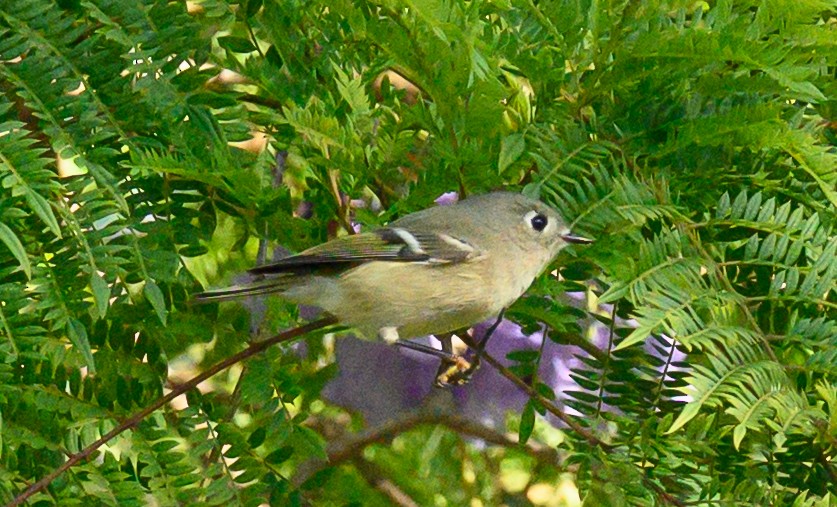 Ruby-crowned Kinglet - ML644064777