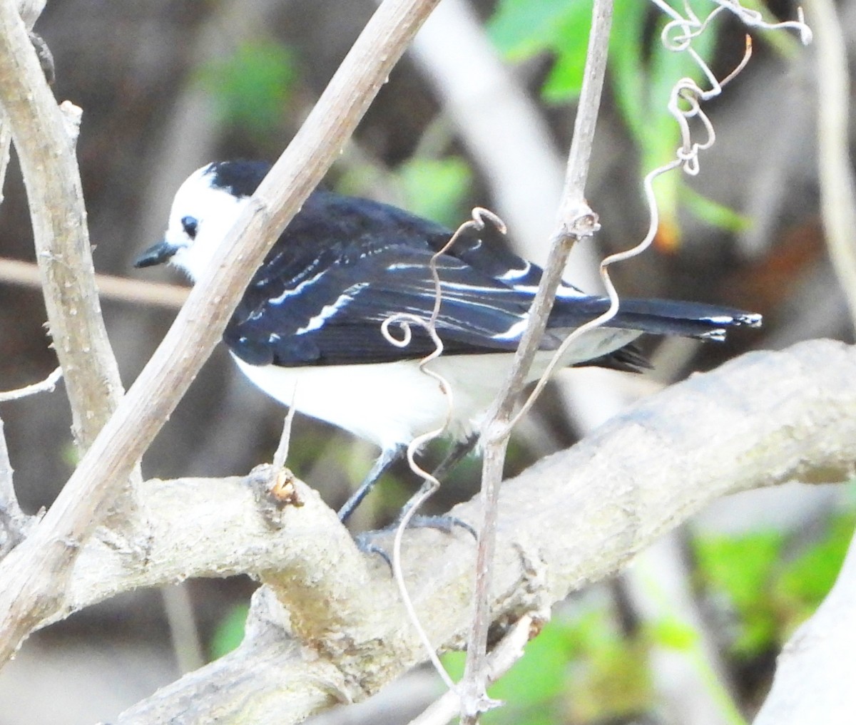 Черноспинный мухолов - ML644064788