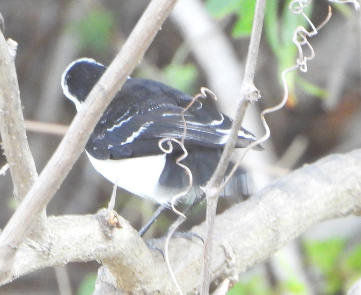 Черноспинный мухолов - ML644064789