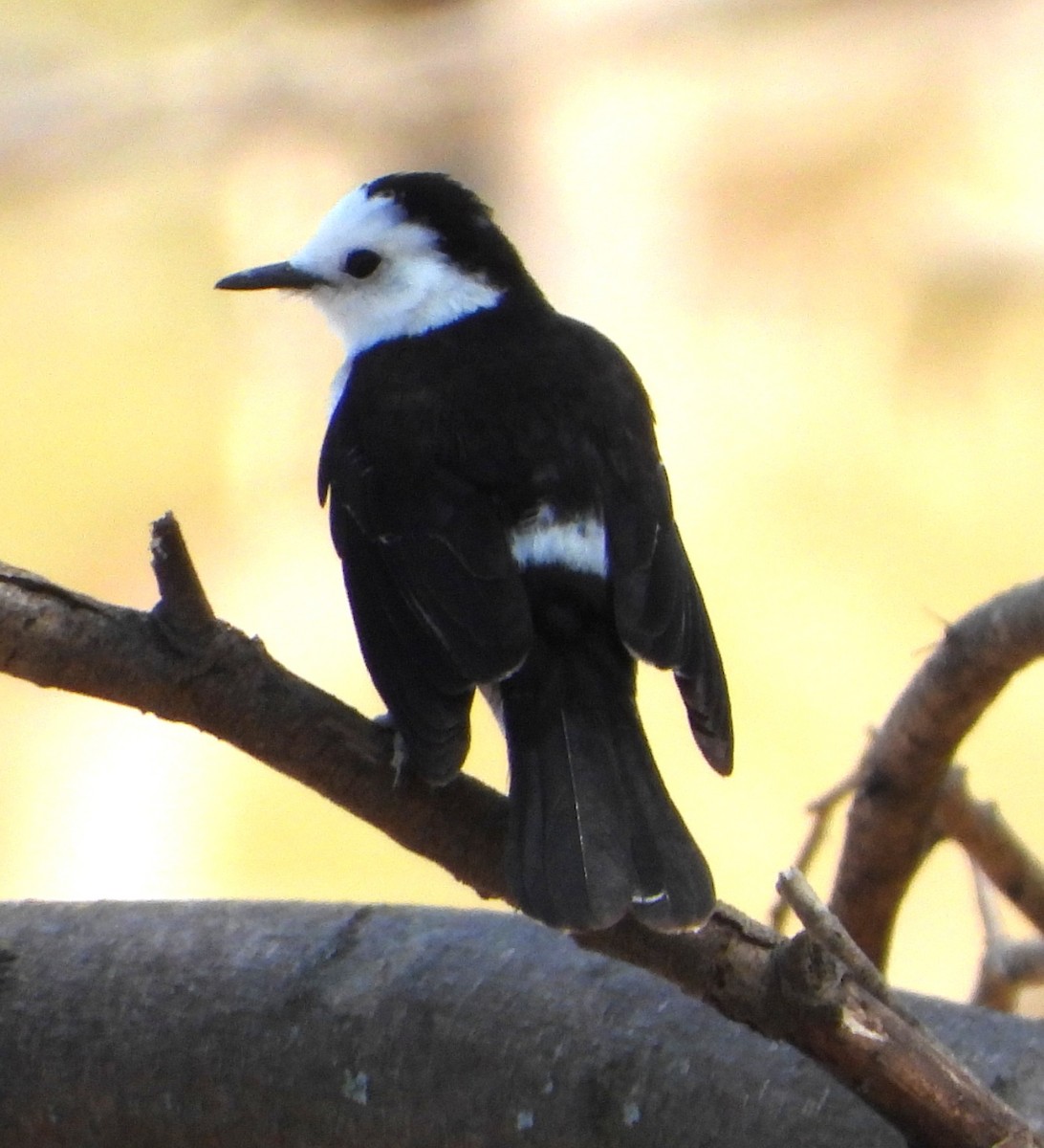 Черноспинный мухолов - ML644064790