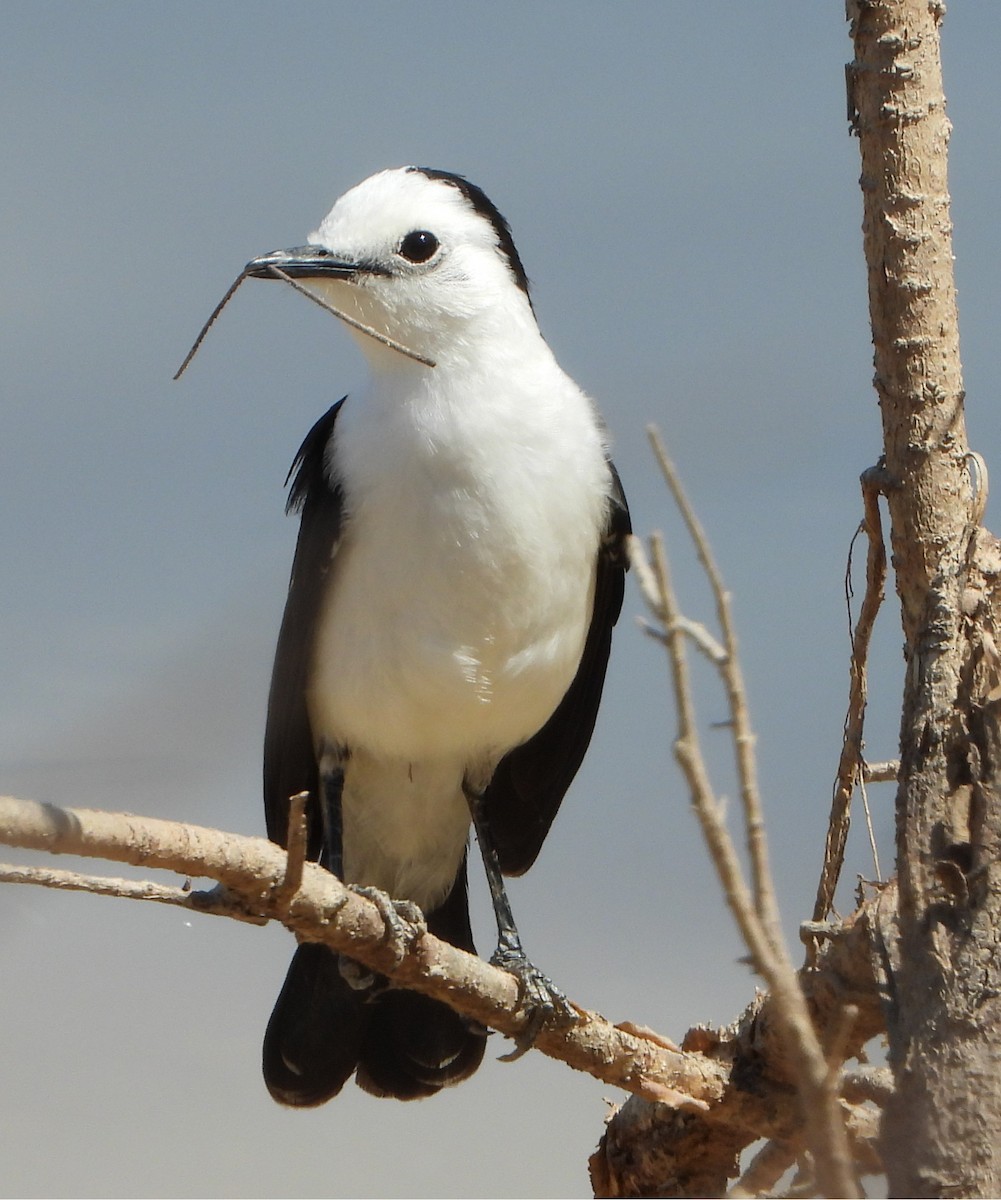 Черноспинный мухолов - ML644064791