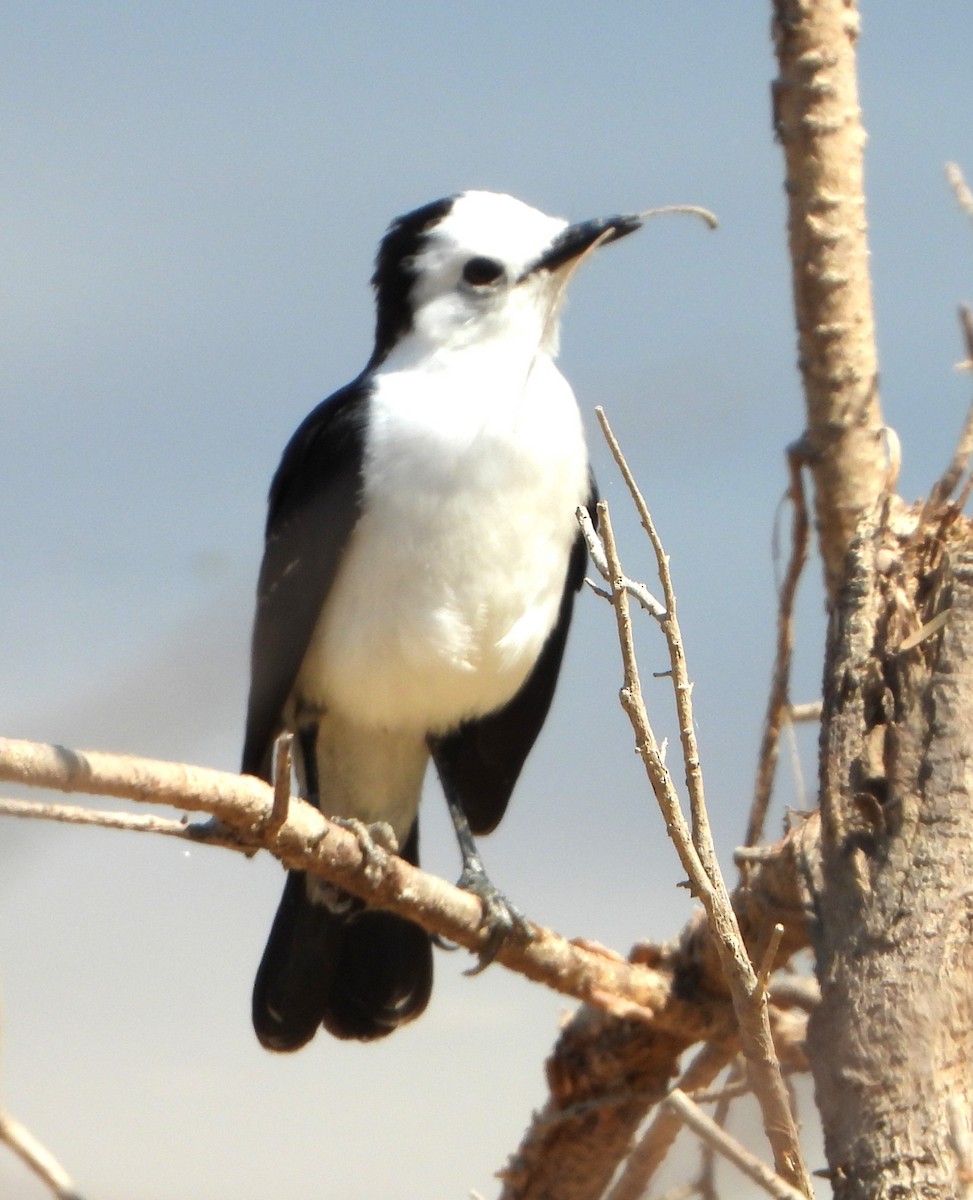 Черноспинный мухолов - ML644064792