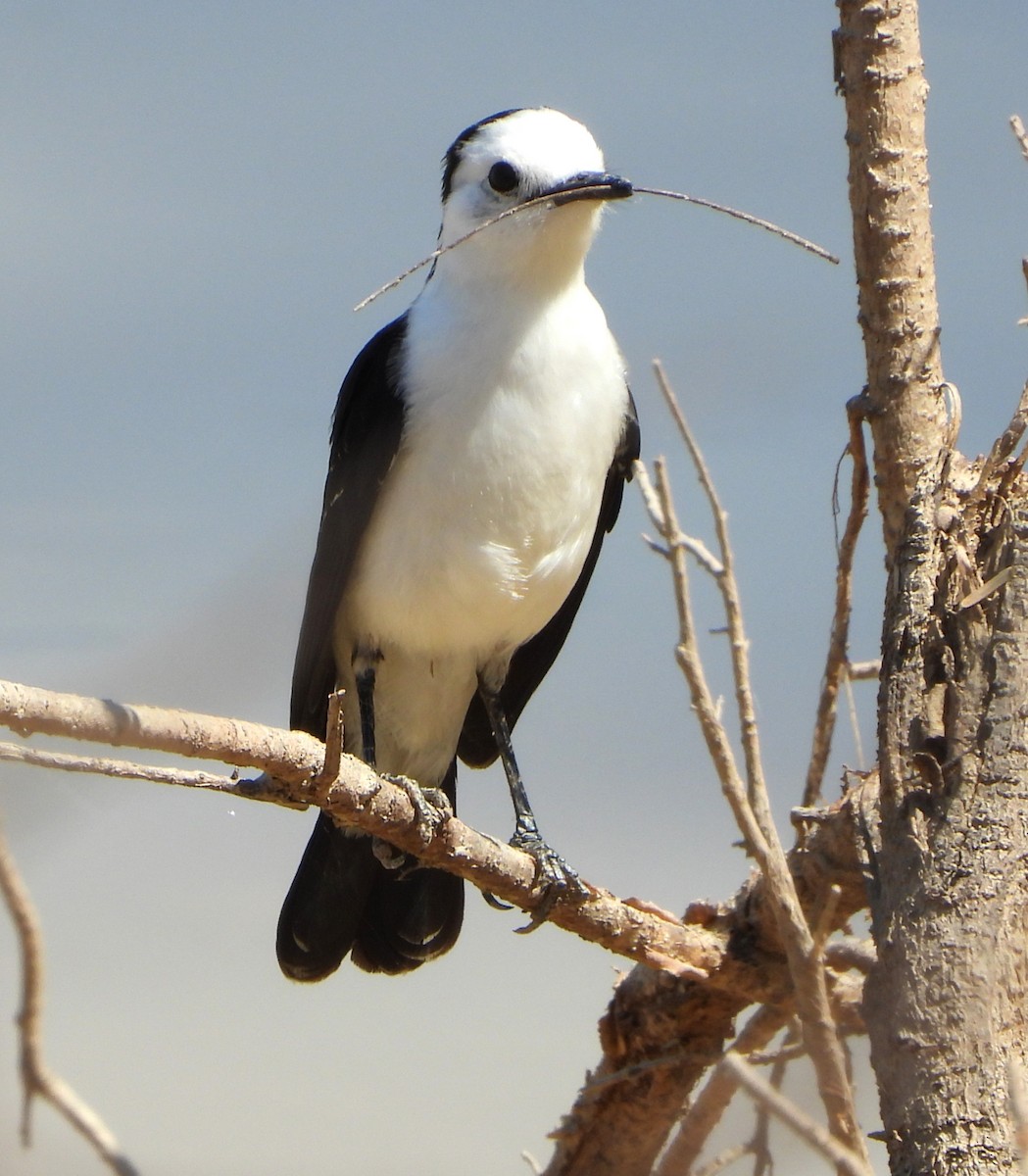 Черноспинный мухолов - ML644064793