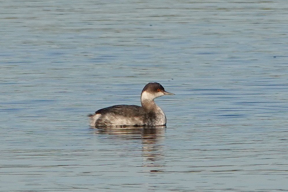 Eared Grebe - ML644064824