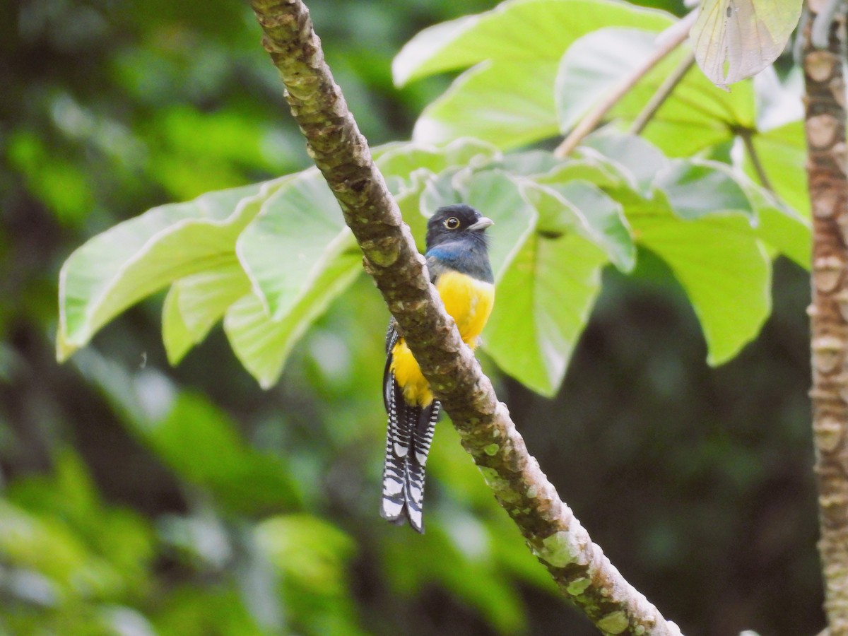 Mor Trogon - ML644064833