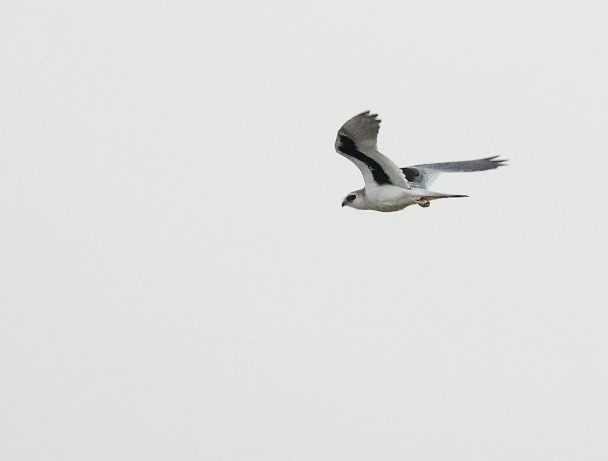 Elanio Escrito - ML644064842