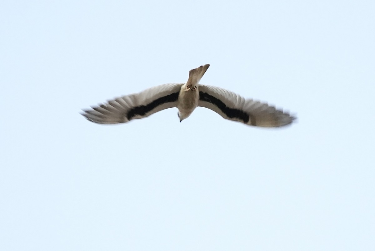 Elanio Escrito - ML644064844