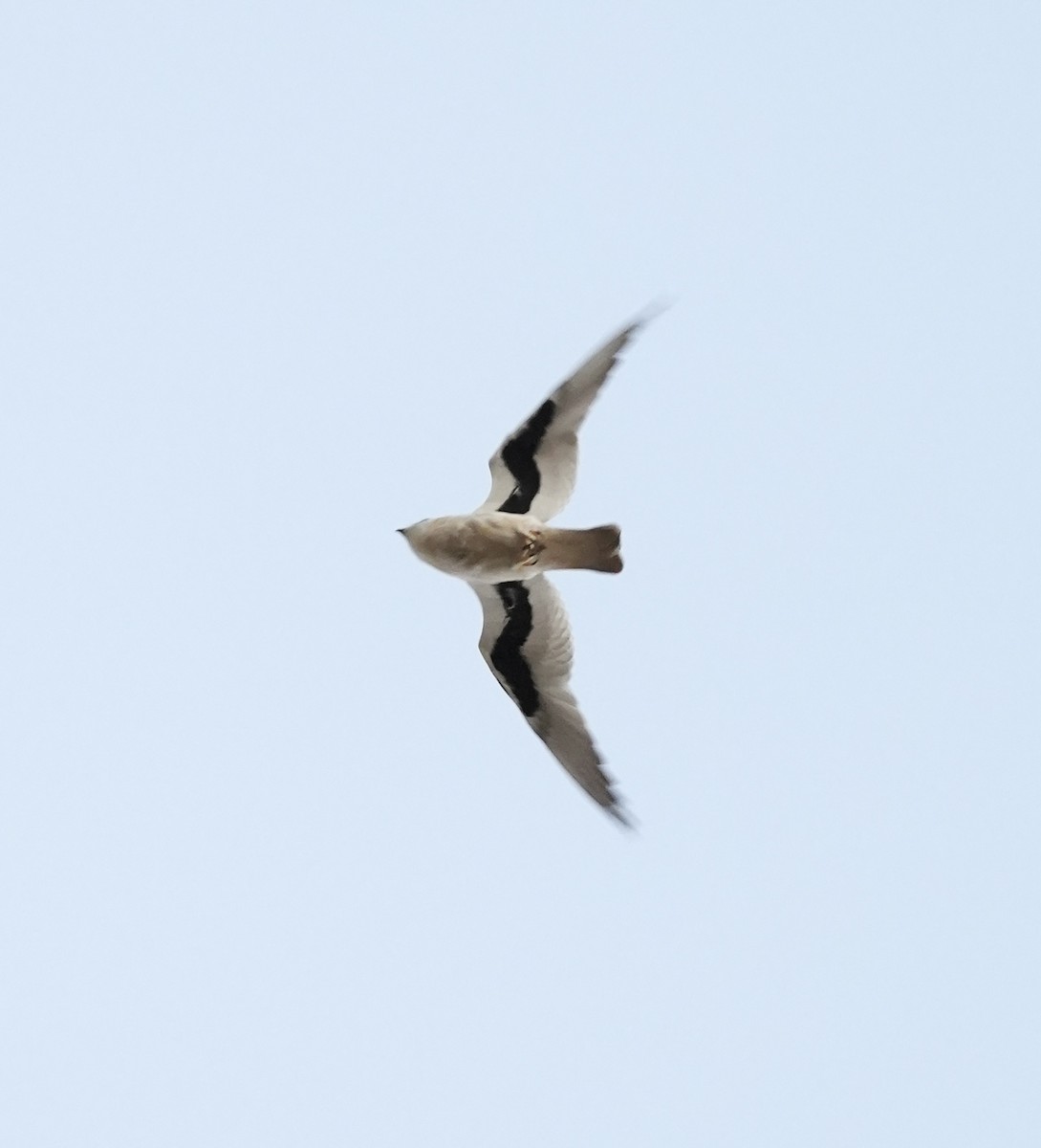 Elanio Escrito - ML644064845