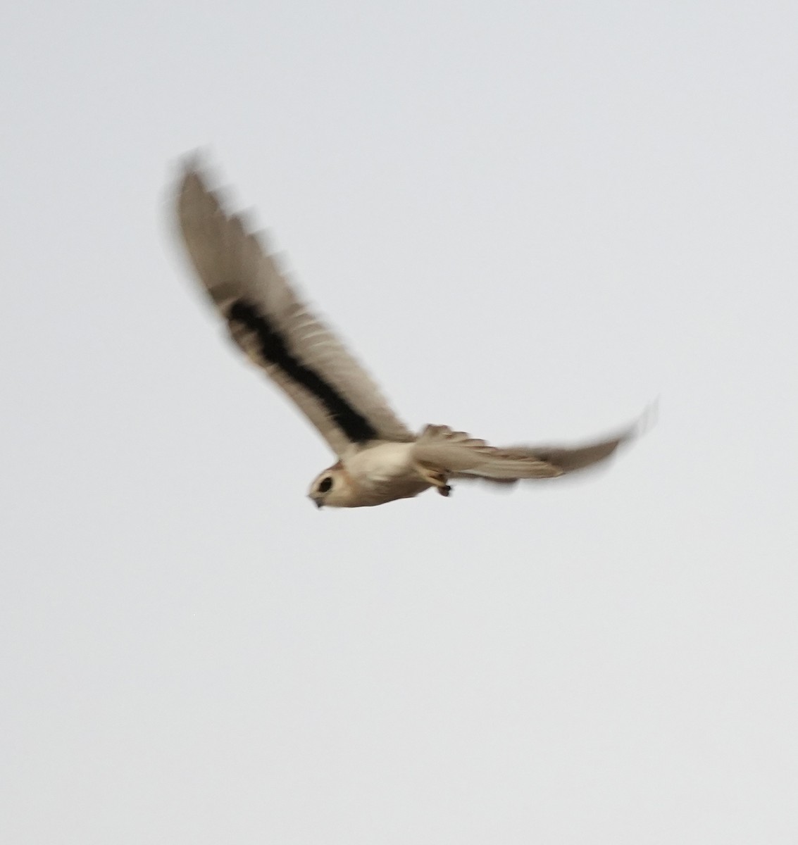 Elanio Escrito - ML644064847